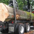 Entreprises 3 image A B C TREE MEN Tree Work & Forestry Services dans Burnaby BC