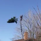 Entreprises 8 image A-STAR TREE EXPERTS INC. Tree Work & Forestry Services dans Oakville ON