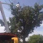 Entreprises 1 image A-STAR TREE EXPERTS INC. Tree Work & Forestry Services dans Oakville ON