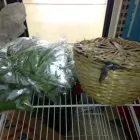 Business 5 image A1 QUALITY FLORISTS & POOJA ITEMS Shopping in Brampton ON