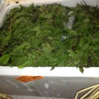Business 10 image A1 QUALITY FLORISTS & POOJA ITEMS Shopping in Brampton ON