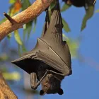 Entreprises 3 image AAA WILDLIFE CONTROL Pest & Vermin Control dans Burnaby BC