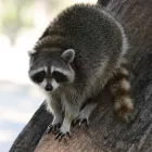 Entreprises 1 image AAA WILDLIFE CONTROL Pest & Vermin Control dans Burnaby BC