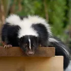 Entreprises 4 image AAA WILDLIFE CONTROL Pest & Vermin Control dans Burnaby BC