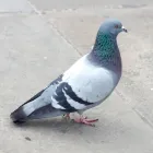 Entreprises 2 image AAA WILDLIFE CONTROL Pest & Vermin Control dans Burnaby BC