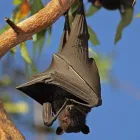 Entreprises 1 image AAA WILDLIFE CONTROL Pest & Vermin Control dans Burnaby BC