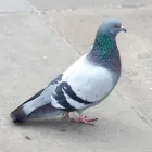 Entreprises 2 image AAA WILDLIFE CONTROL Pest & Vermin Control dans Burnaby BC