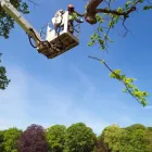 Business 5 image ABERDEEN TREE SERVICE - RESIDENTIAL SPECIALIST Tree Work & Forestry Services in West Vancouver BC