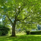 Business 6 image ABERDEEN TREE SERVICE - RESIDENTIAL SPECIALIST Tree Work & Forestry Services in West Vancouver BC