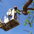 Business 7 image ABERDEEN TREE SERVICE - RESIDENTIAL SPECIALIST Tree Work & Forestry Services in West Vancouver BC