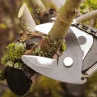 Business 1 image ABERDEEN TREE SERVICE - RESIDENTIAL SPECIALIST Tree Work & Forestry Services in West Vancouver BC