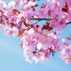 Business 11 image ACCUPUNCTURE NANAIMO Health & Medicine in Nanaimo BC