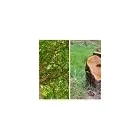 Business 2 image AJAX TREE SERVICE Tree Work & Forestry Services in Ajax ON