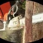 Business 1 image AJAX TREE SERVICE Tree Work & Forestry Services in Ajax ON