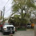 Business 3 image AL MILEY ARBORIST | TREE REMOVAL TORONTO Trees & Shrubs in North York ON