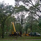 Business 4 image AL MILEY ARBORIST | TREE REMOVAL TORONTO Trees & Shrubs in North York ON