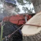 Entreprises 4 image ALBERTA ARBORISTS Tree Work & Forestry Services dans Edmonton AB