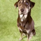 Entreprises 1 image ALBERTAPRO CLEANING Carpet, Curtain & Upholstery Cleaners dans Calgary AB