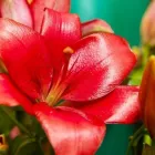 Entreprises 3 image ALMA FLORISTS LTD Shopping dans Toronto ON