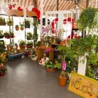 Entreprises 1 image ALMA FLORISTS LTD Shopping dans Toronto ON