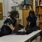 Entreprises 11 image ANIMAL EMERGENCY HOSPITAL Veterinarians dans Red Deer AB