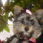 Entreprises 3 image ANIMALERIE TOUTOU D'AMOUR Pet Grooming Services dans Saint-hubert QC