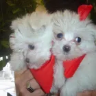 Entreprises 5 image ANIMALERIE TOUTOU D'AMOUR Pet Grooming Services dans Saint-hubert QC