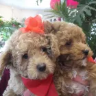 Entreprises 7 image ANIMALERIE TOUTOU D'AMOUR Pet Grooming Services dans Saint-hubert QC