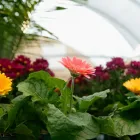 Business 3 image ANNA'S ARRANGEMENTS-HICKEY'S GREENHOUSES Shopping in Conception Bay South NL