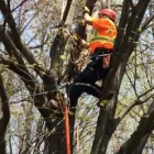 Entreprises 1 image ARBO-CLAIR.MG ENR Tree Work & Forestry Services dans Laval QC