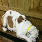 Entreprises 4 image ASHER ROAD ANIMAL HOSPITAL Veterinarians dans Kelowna BC