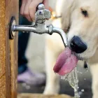 Entreprises 5 image ASHER ROAD ANIMAL HOSPITAL Veterinarians dans Kelowna BC