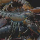 Business 18 image ASIA RESTAURANT Restaurants in Surrey BC