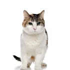 Business 1 image ATLANTIC CAT HOSPITAL Veterinarians in Halifax NS