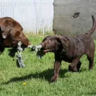 Business 9 image AUBERGE LA NICHE - PENSION CANINE DE L'ESTRIE Pet Sitters in Sherbrooke QC