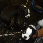 Entreprises 2 image AUTOXPRESS Car Wash & Detailing dans Burnaby BC