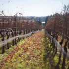 Entreprises 2 image BACCHUS BISTRO Restaurants dans Langley BC