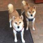 Entreprises 7 image BALANCING ACT BOOKKEEPING SERVICES THE Tax Consultants & Services dans Vernon BC