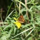 Business 7 image BANIRA PSYCHOLOGICAL CORP Psychologists in Edmonton AB