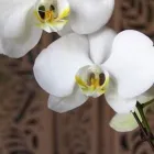 Business 3 image BAREFOOT OASIS FOOT MASSAGE & SPA Massage Therapists in Vancouver BC