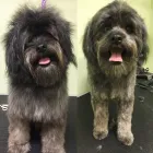 Business 3 image BARK AVENUE GROOMING & BATH INC Pet Grooming Services in North Vancouver BC