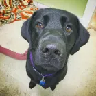 Business 4 image BARK AVENUE GROOMING & BATH INC Pet Grooming Services in North Vancouver BC