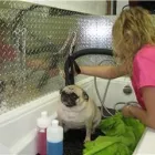 Business 2 image BARK AVENUE GROOMING & BATH INC Pet Grooming Services in North Vancouver BC