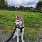 Business 2 image BARK BUSTERS IN HOME DOG TRAINING Dog Training in Vancouver BC