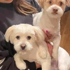 Business 4 image BARK BUSTERS IN HOME DOG TRAINING Dog Training in Vancouver BC