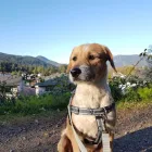 Business 6 image BARK BUSTERS IN HOME DOG TRAINING Dog Training in Vancouver BC