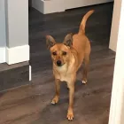 Business 7 image BARK BUSTERS IN HOME DOG TRAINING Dog Training in Vancouver BC