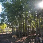 Business 3 image BARKERS PET MOTEL & GROOMING LTD Business & Professional Services in St. Albert AB