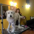 Business 3 image BARKLEYS MUTTLAND PET GROOMING Pet Grooming Services in Kelowna BC