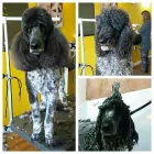 Business 4 image BARKLEYS MUTTLAND PET GROOMING Pet Grooming Services in Kelowna BC